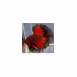 Betta Fisch-Skulptur Freistehende Fotoskulptur<br><div class="desc">Herrlicher roter/schwarzer Schmetterlings-Halbmond groß für den Betta Enthusiasten</div>