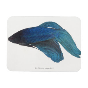 Betta Fische oder männliche blaue siamesische Magnet