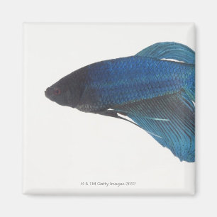 Betta Fische oder männliche blaue siamesische Magnet