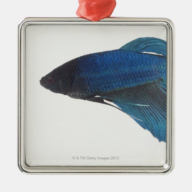 Betta Fische oder männliche blaue siamesische Silbernes Ornament (Vorne)