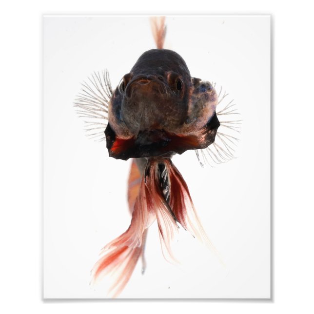 Betta Fish Face Fotodruck (Vorne)
