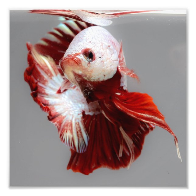 Betta Fish Fotodruck (Vorne)