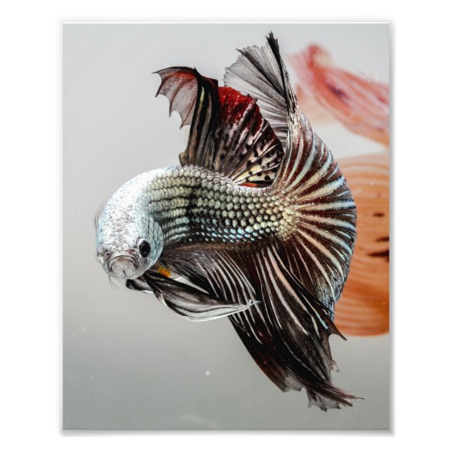 Betta Fish Fotodruck (Vorne)