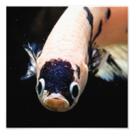 Betta Fish Head Fotodruck