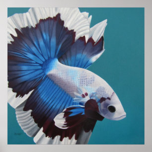 Betta Fish Poster