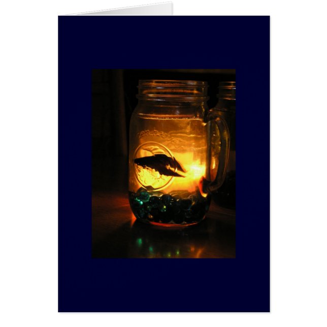Betta in einem Jar (Vorne)