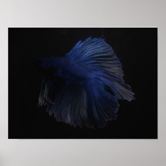 Betta Poster