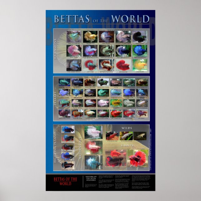Betta Poster (Vorne)