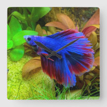 Betta