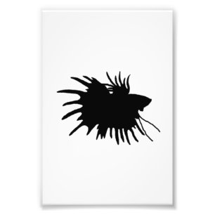 Betta-Silhouette-Liebe Siamese-Bekämpfungsfisch Fotodruck