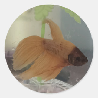 Betta Sticker
