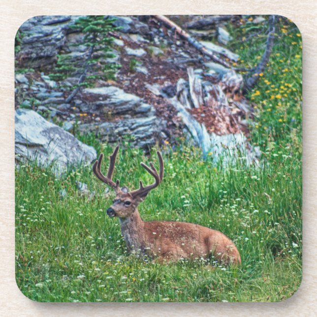 Bettbuck Getränkeuntersetzer (Vorderseite)