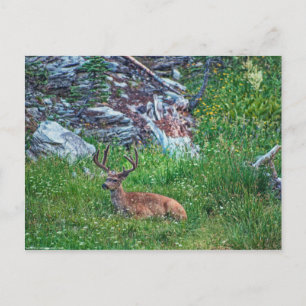 Bettbuck Postkarte