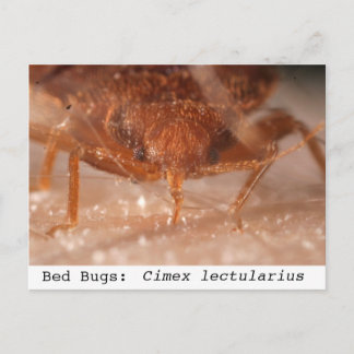 Bettbug: Cicus Postkarte