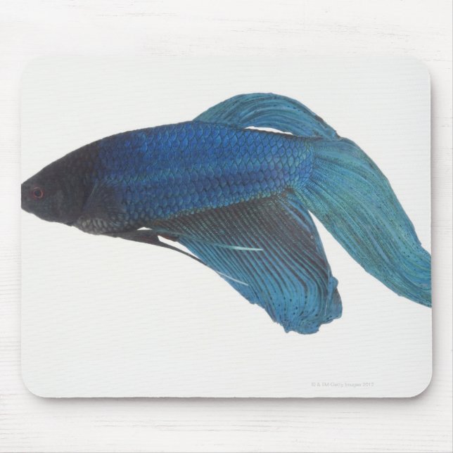 Bettfisch oder Blausiam-Männlicher Fisch Mousepad (Vorne)
