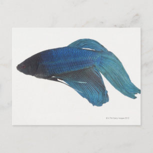 Bettfisch oder Blausiam-Männlicher Fisch Postkarte