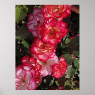 Betty Boop Rose Poster