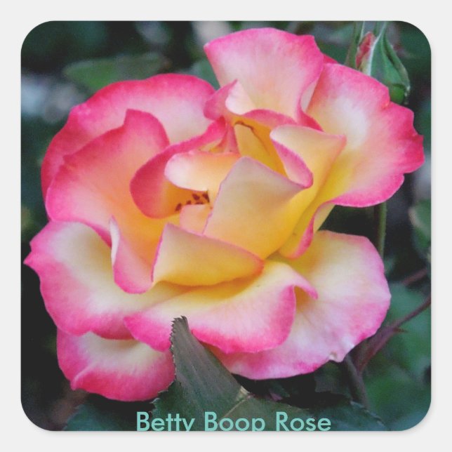 Betty Boop Rose Quadratischer Aufkleber
