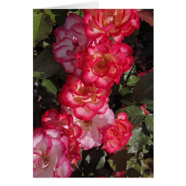 Betty- BoopRosen (Vorne)