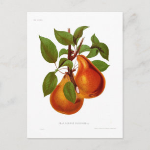 Beurre Durondeau Pear Postkarte