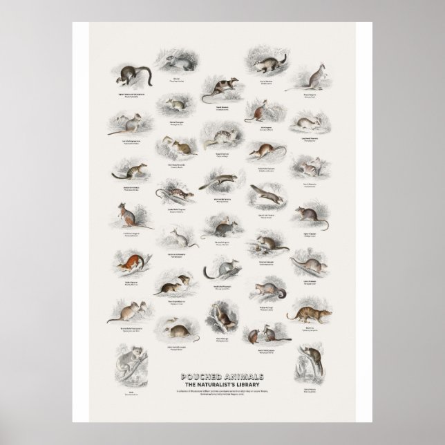 Beuteltiere - Naturalist's Library Poster (Vorne)