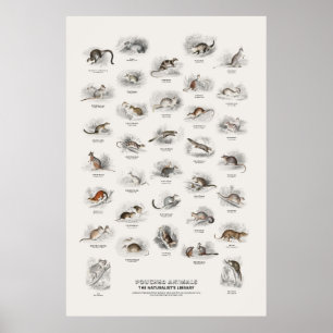 Beuteltiere - Naturalist's Library Poster