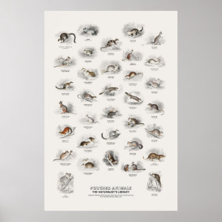Beuteltiere - Naturalist's Library Poster