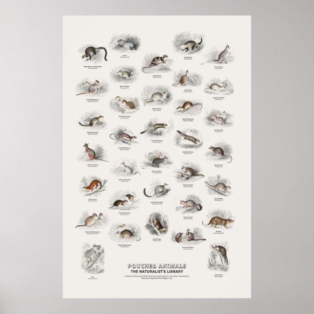 Beuteltiere - Naturalist's Library Poster (Vorne)