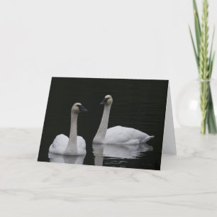Beutiful Swans Anacortes Dankeschön Karte
