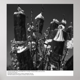 Bewachte Bestäubung, Birnengarten, UCD, 1966 Poster