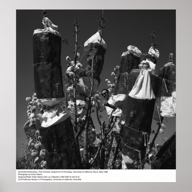 Bewachte Bestäubung, Birnengarten, UCD, 1966 Poster (Vorne)
