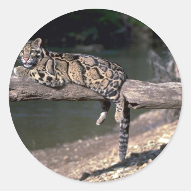 Bewachte Leoparde im Logbuch Runder Aufkleber (Vorderseite)