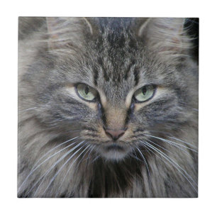 Bewachte Maine Coon Kitty Cat Keramik Tile Fliese