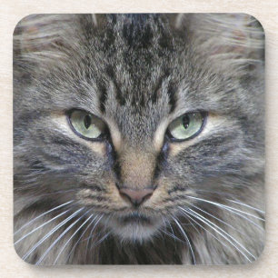 Bewachte Maine Coon Kitty Cat Untersetzer
