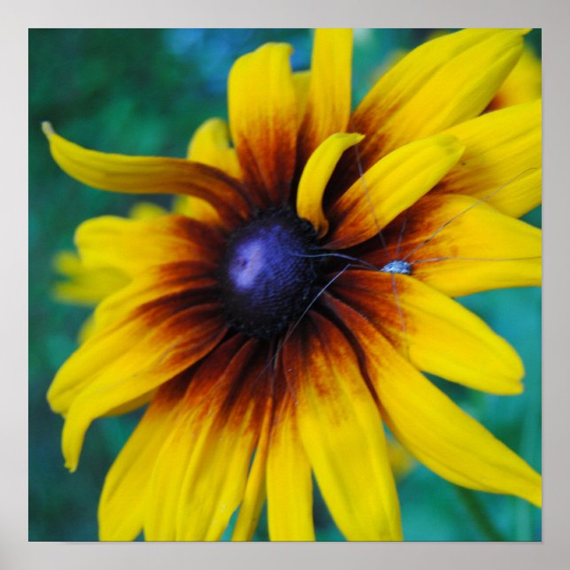 Bewachung der Schönheit Poster (Vorne)