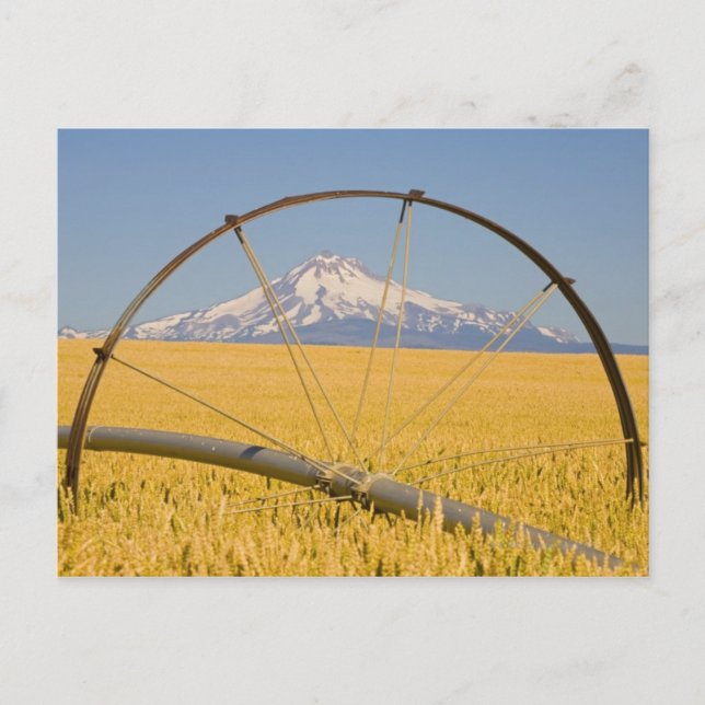 Bewässerungsleitung vor Ort Postkarte (Vorderseite)