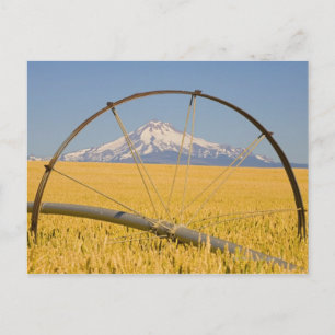 Bewässerungsleitung vor Ort Postkarte