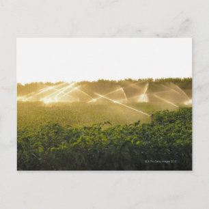 Bewässerungssystem für die Landwirtschaft 2 Postkarte