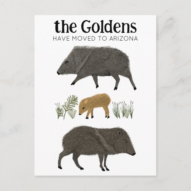 BEWEGUNGSANKÜNDIGUNG Javelina Familienwüste Arizon Postkarte (Vorderseite)