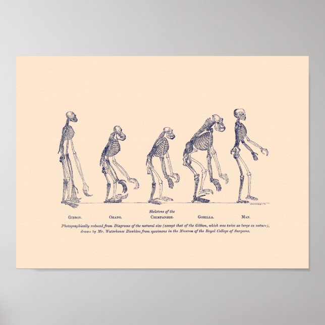 Beweise für den Platz des Menschen in der Natur Poster (Vorne)