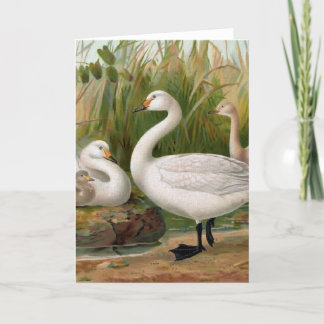 "Bewick-Schwan" Karte