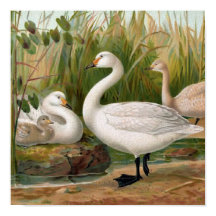 ‚Bewick Swan‘