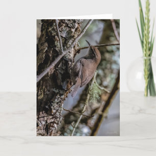 Bewicks Wren Dankeschön-Karte Dankeskarte