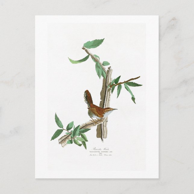 Bewicks Wren John James Audubon Birds of America Postkarte (Vorderseite)