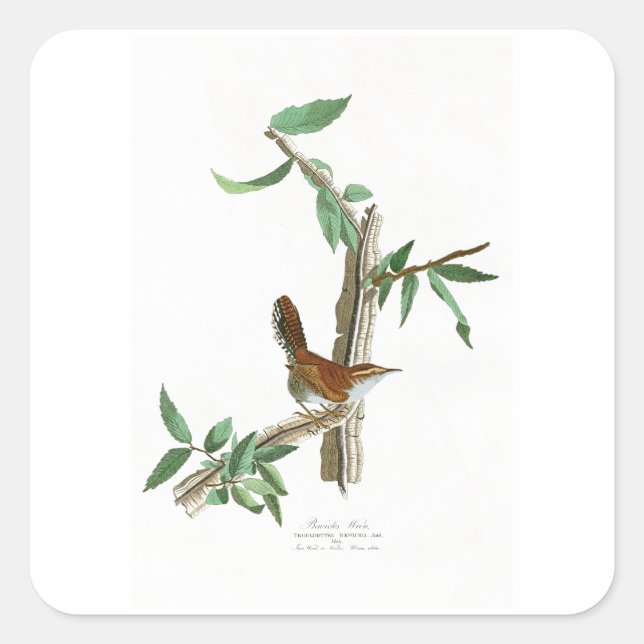Bewicks Wren John James Audubon Birds of America Quadratischer Aufkleber (Vorderseite)