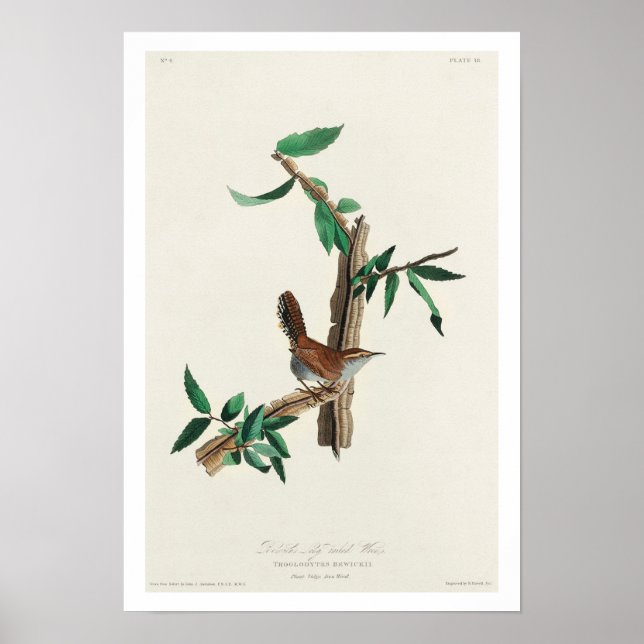 Bewick's Wren von Audubon Poster (Vorne)