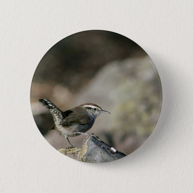 Bewicks Zaunkönig Button (Vorderseite)
