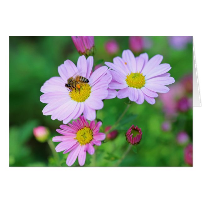 Bewischen Sie sich auf der Lila Blume Blank Inside (Vorderseite (Horizontal))