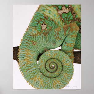 Bewohnt trockene Bergregionen. einheimisch Poster