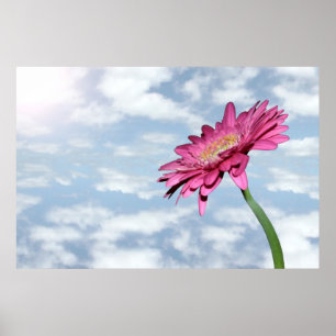 bewölktes Pink-Chrysanthemumposter Poster